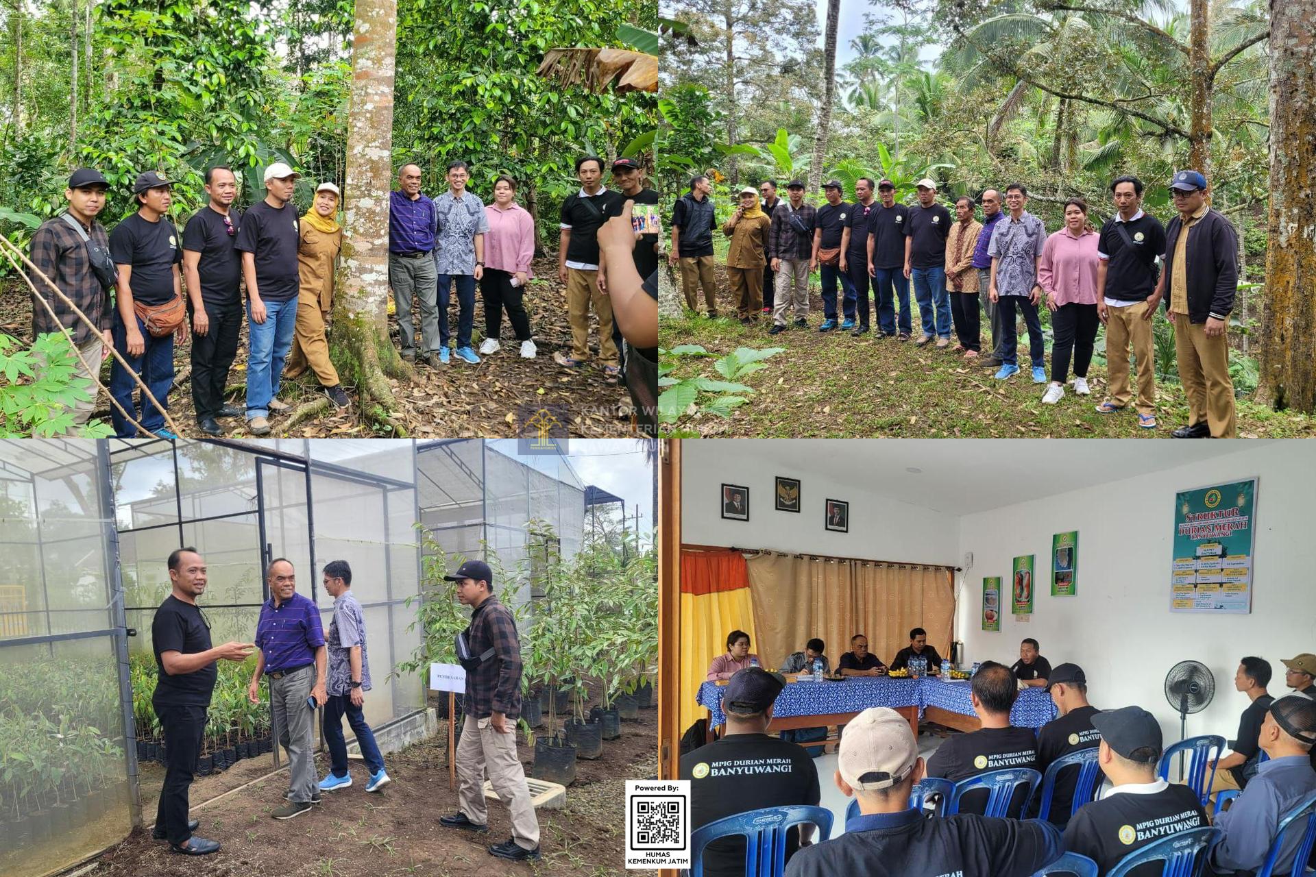 Kolase DJKI bersama kanwil Kementerian Hukum Jawa Timur  Tinjau Langsung  Durian Merah Banyuwangi untuk didaftarkan Indikasi Geografis